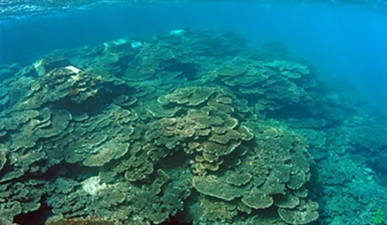 フォトギャラリーイメージ｜メルキュール高知土佐リゾート＆スパ