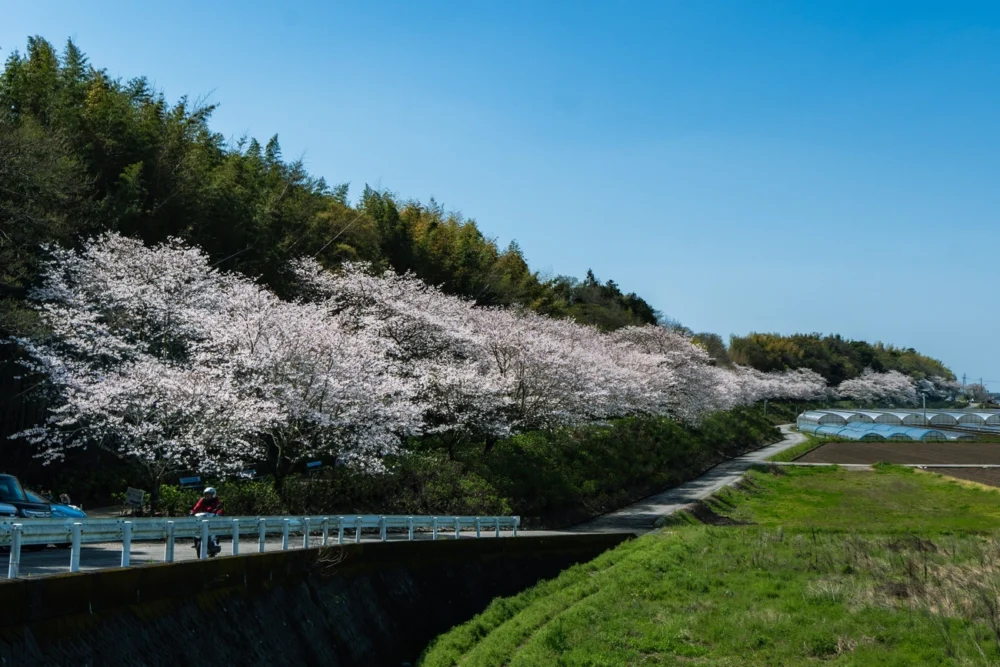 香南市的一紫陽花街道|高知土佐美居溫泉度假酒店